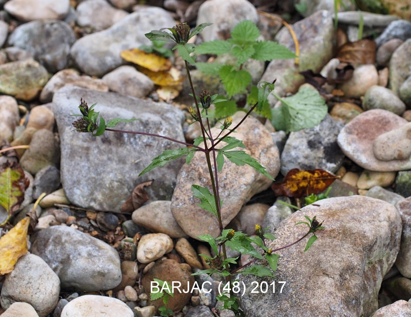 Bur marigold, Tripartite plant